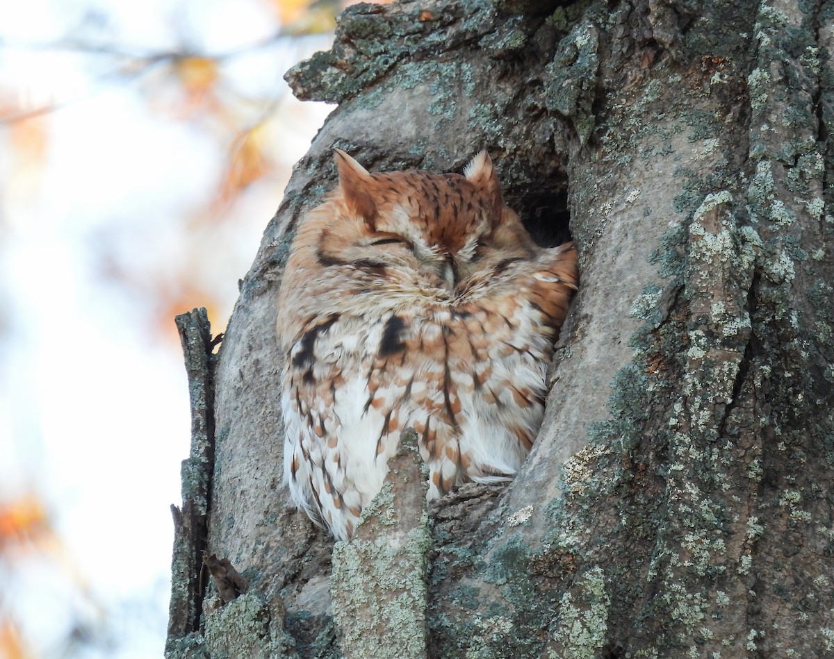 eBird Checklist 12 Nov 2023 High St Newburyport, MA 5 species