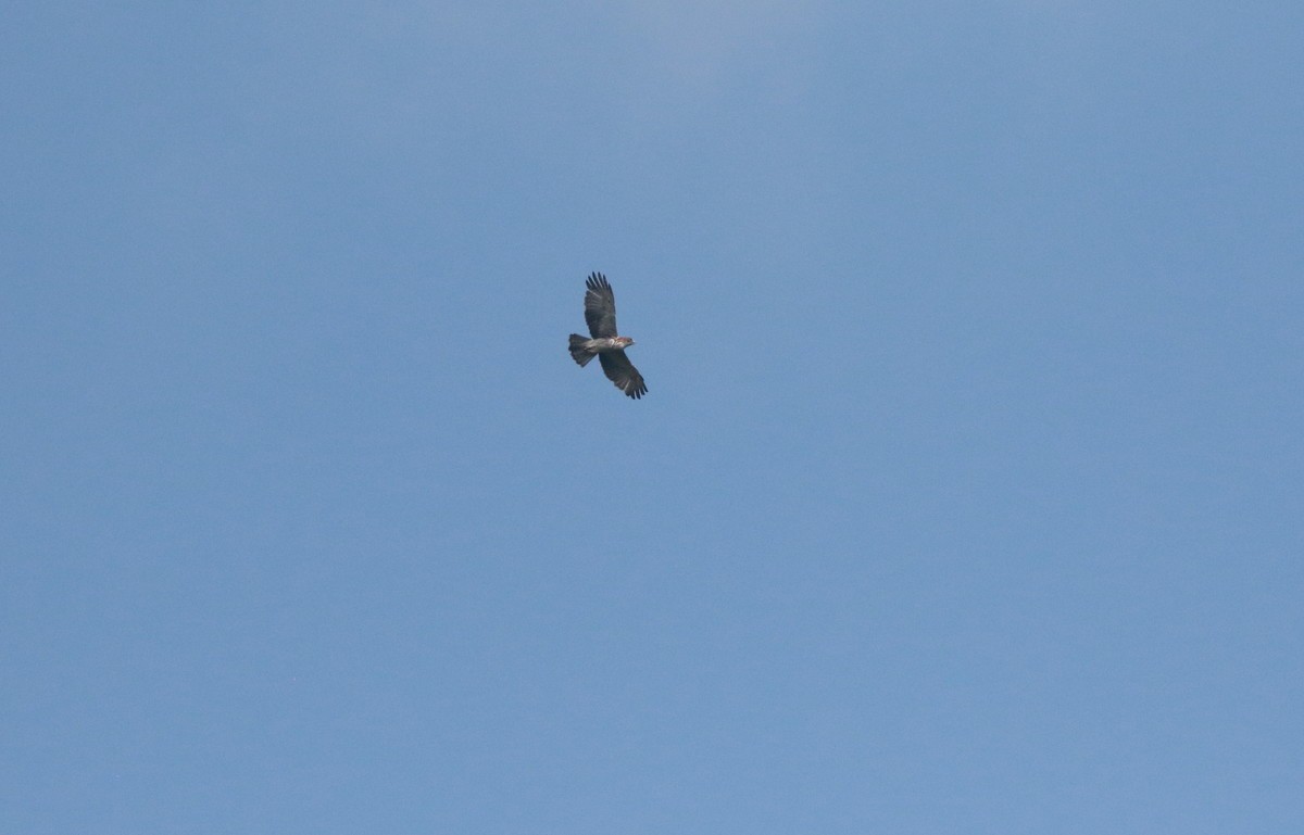 Новогвинейский орёл-карлик - ML611114190