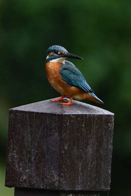 Common Kingfisher at 凤凰湖公园 (Fenghuang Lake Park) by Dave Beeke