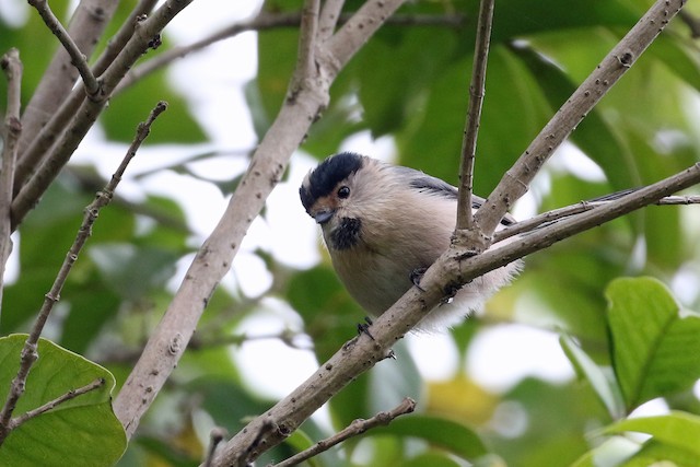 Silver-throated Tit at 凤凰湖公园 (Fenghuang Lake Park) by Dave Beeke