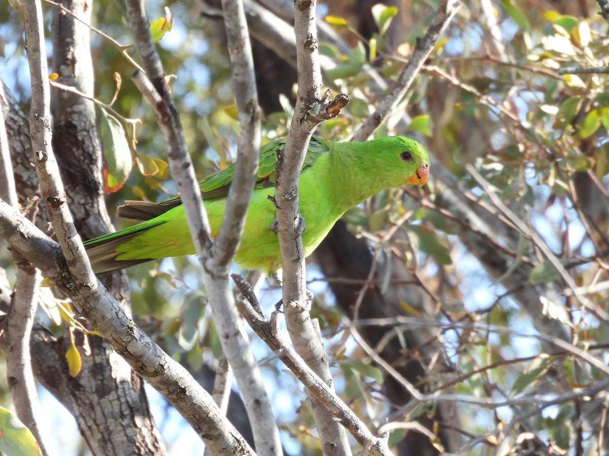 Red-winged Parrot - ML611114298