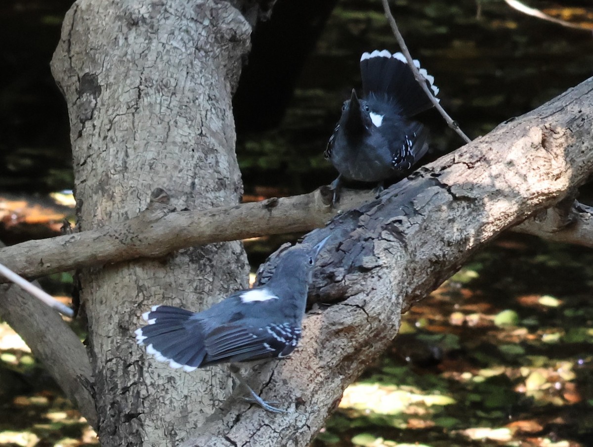 Band-tailed Antbird - Joan Baker