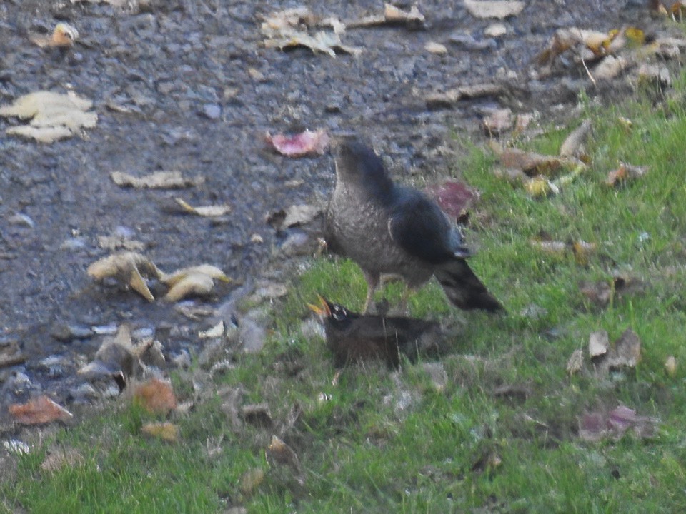 Ebird Checklist Nov Tulpehocken Street My Backyard And Surrounding Area