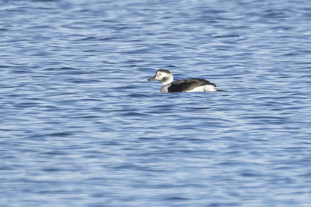 Long-tailed Duck - ML611115323