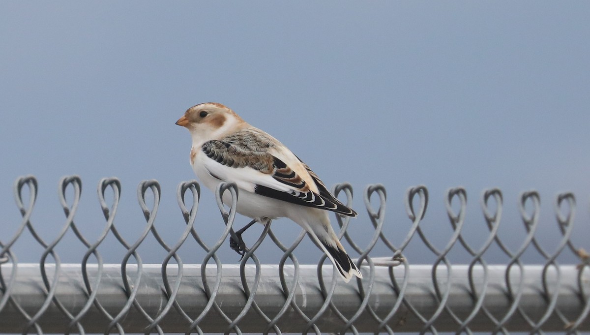 Snow Bunting - Central Oregon Historical Records