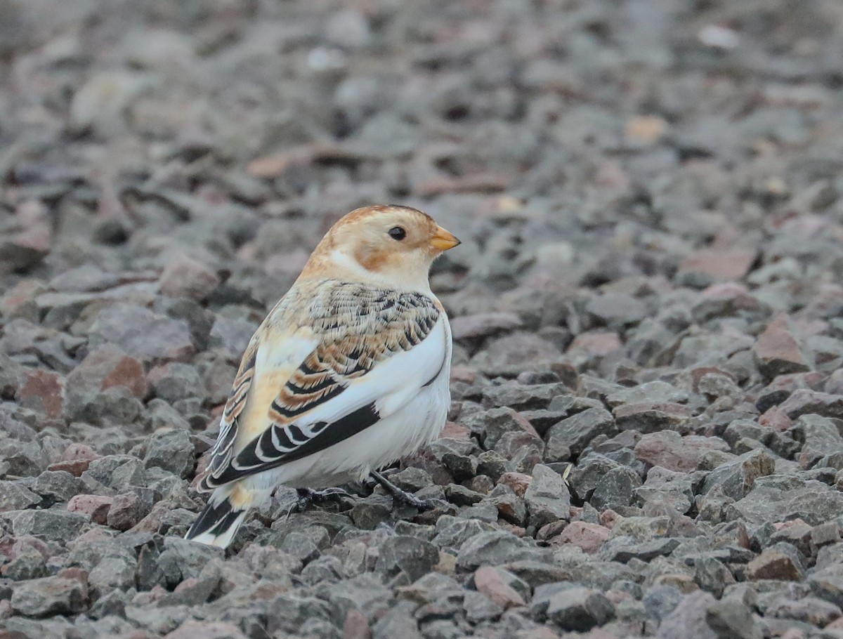 Snow Bunting - Central Oregon Historical Records