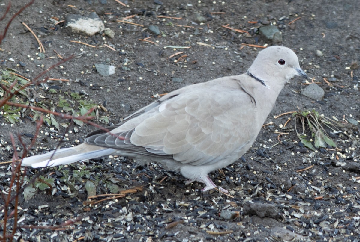 Eurasian Collared-Dove - Alan Burger