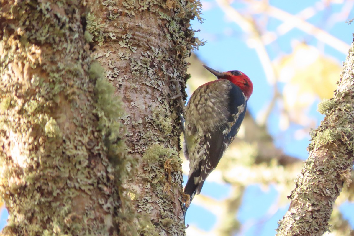 Red-breasted Sapsucker - ML611115920