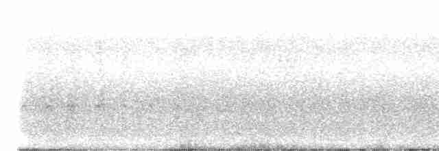 Chara de Steller (grupo stelleri) - ML611115981