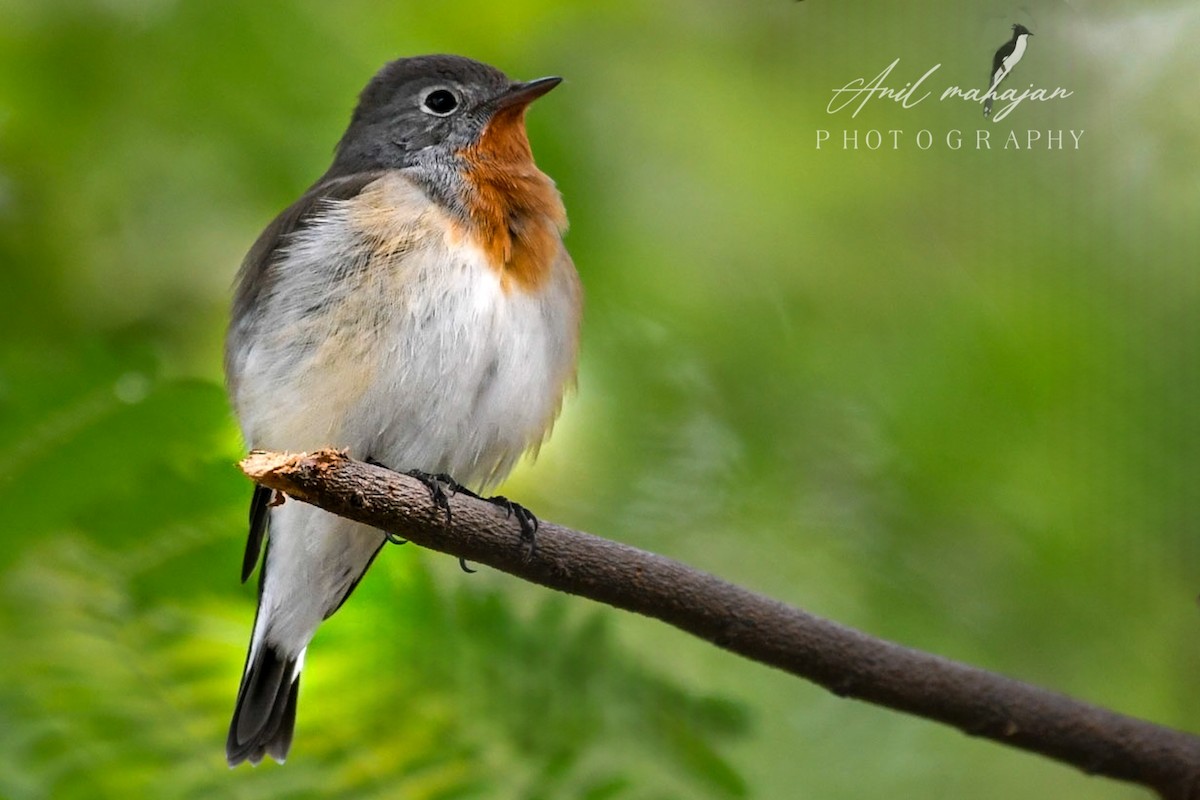 Red-breasted Flycatcher - ML611116508