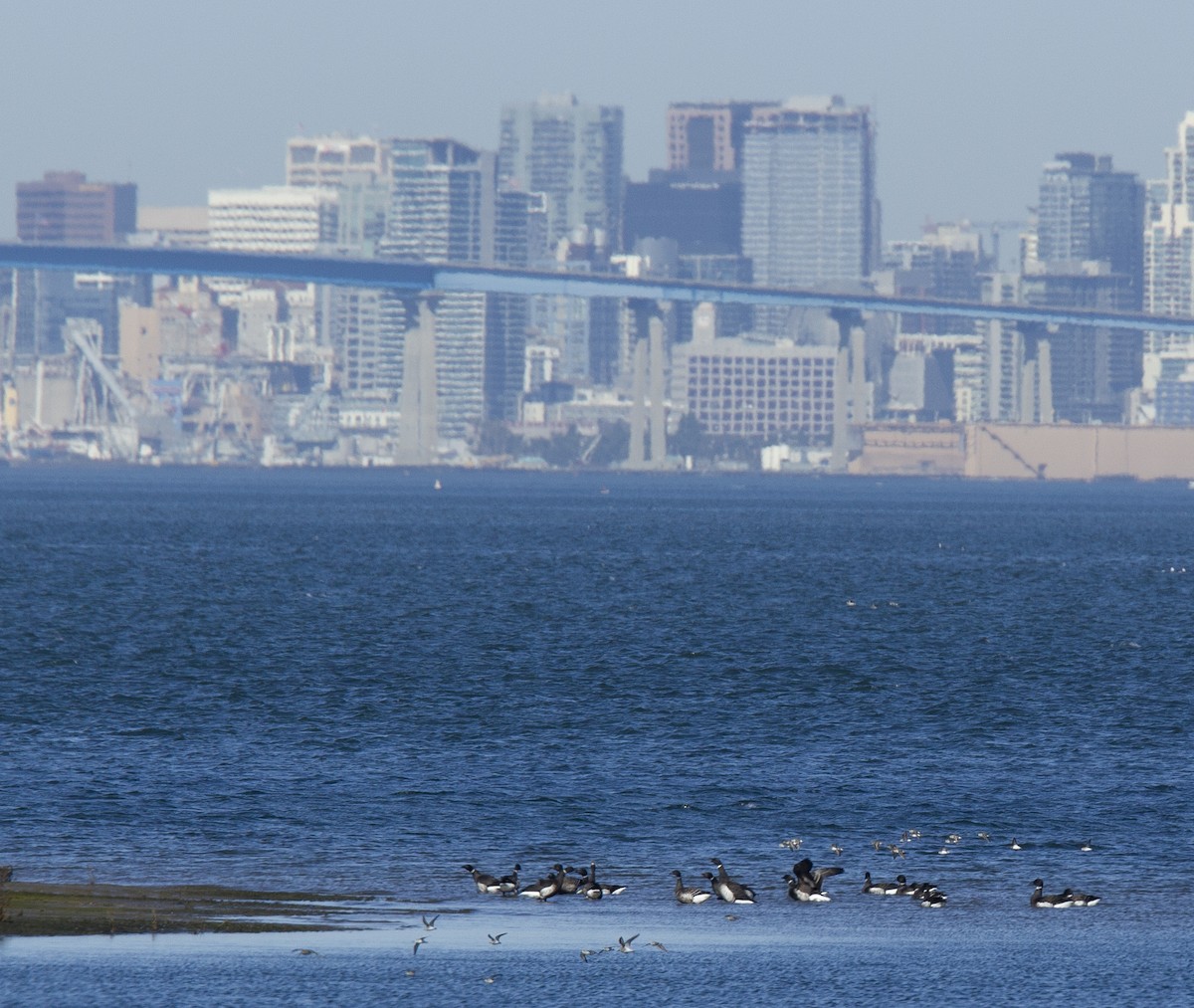 EBird Checklist 12 Nov 2023 South Bay Salt Works Interior Bay