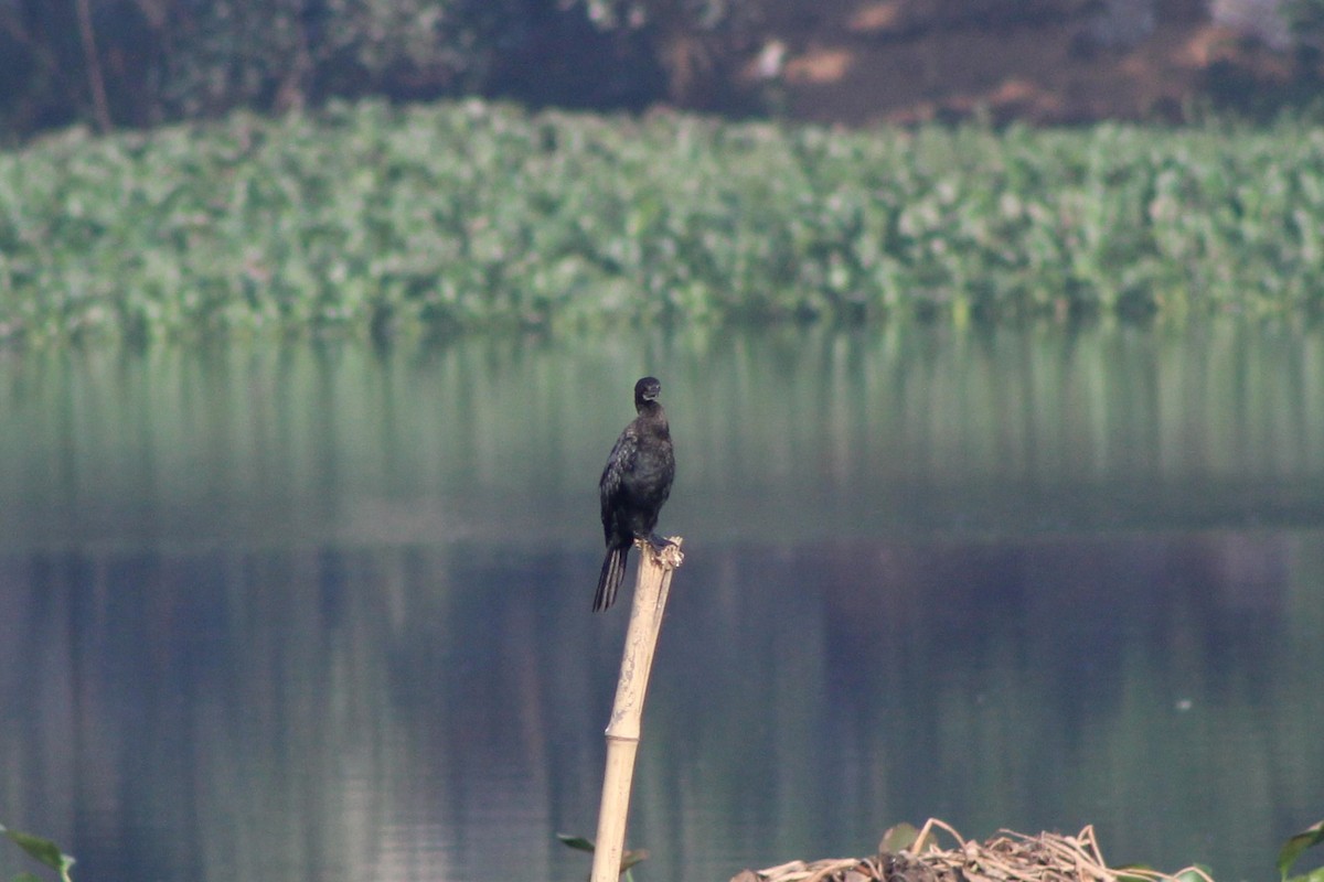 Indian Cormorant - ML611117300