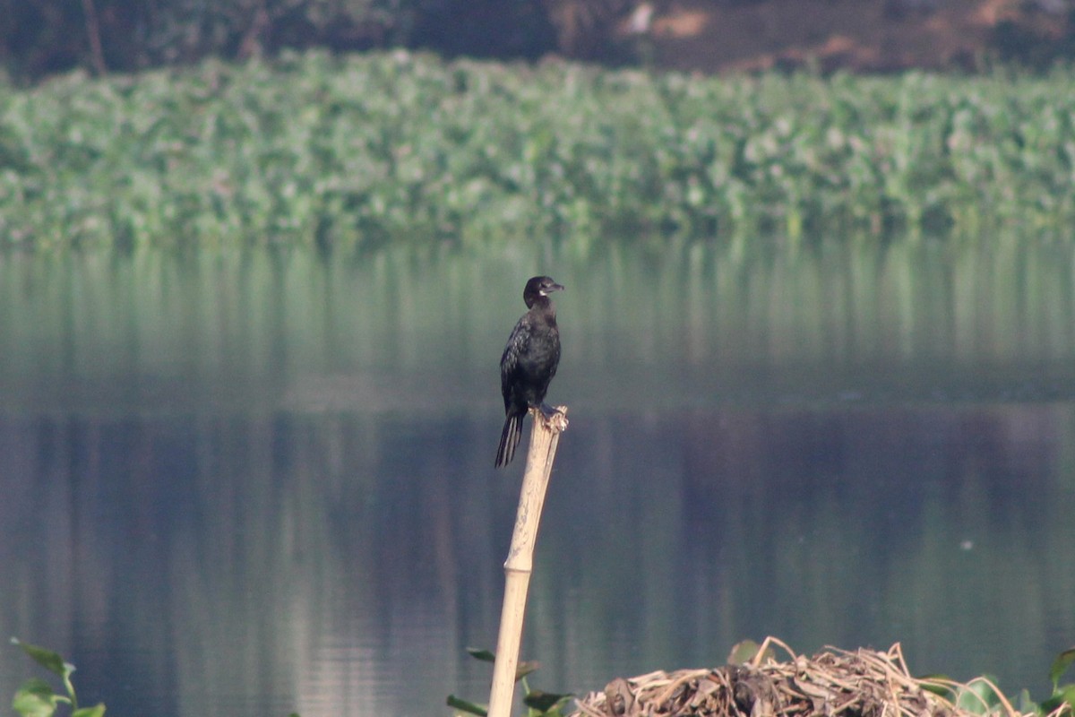 Indian Cormorant - ML611117301