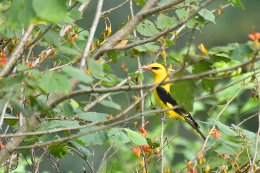 Indian Golden Oriole - ML611117369