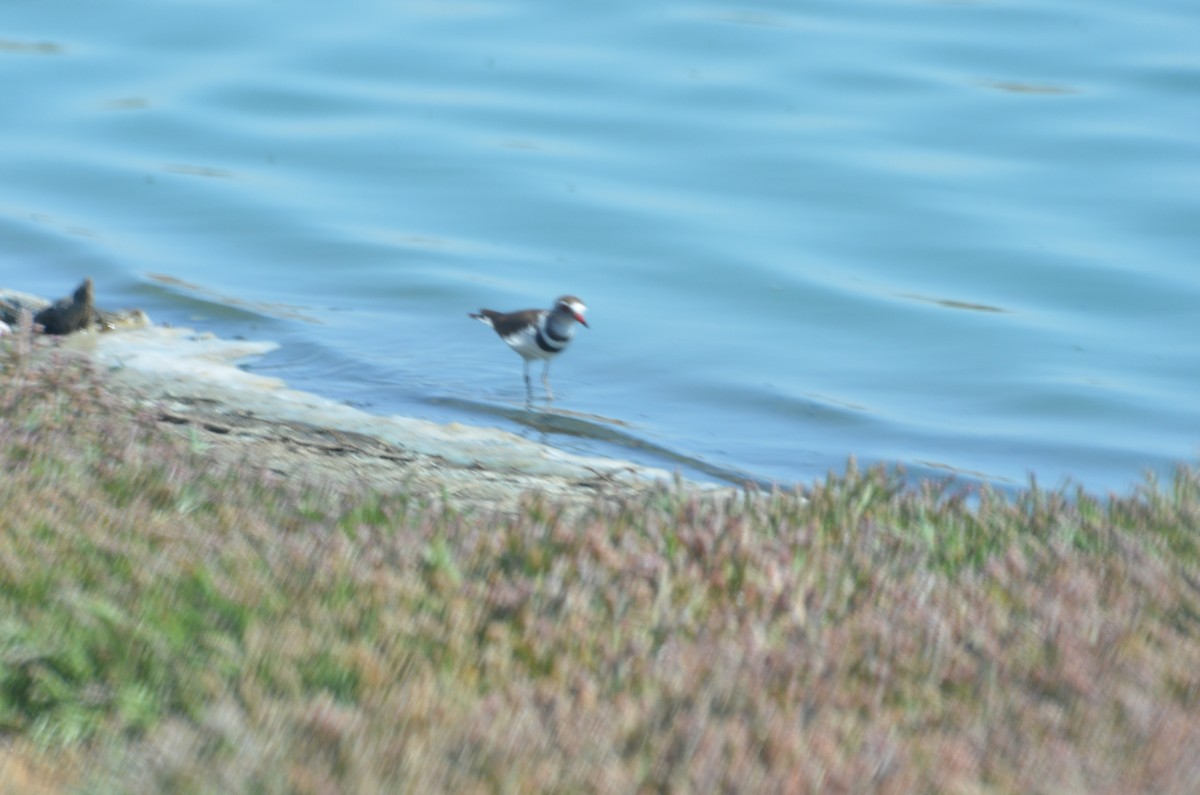 Three-banded Plover - ML611117809