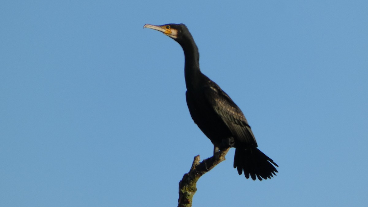 Great Cormorant - Andris Cemme