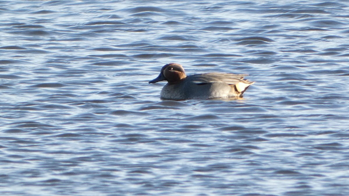 Green-winged Teal - ML611118173