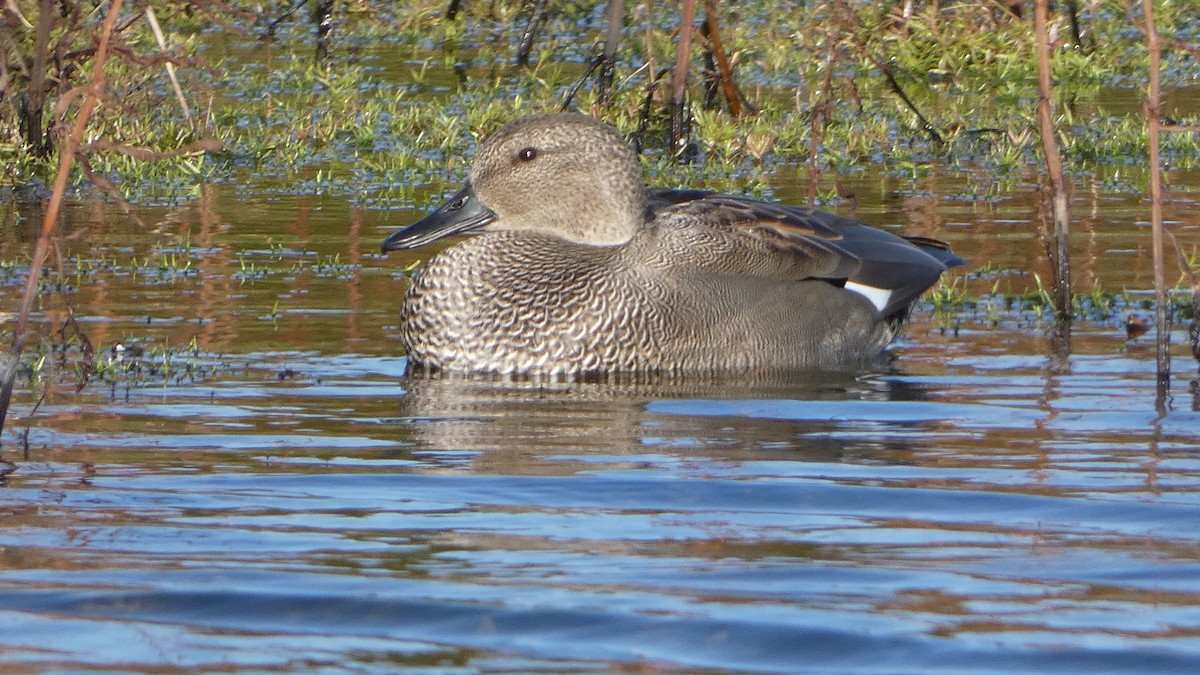 Gadwall - Andris Cemme