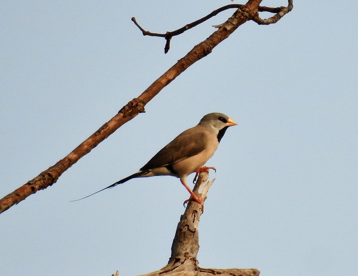 Long-tailed Finch - Lehi Archibald