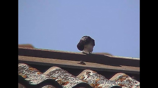 Chilean Swallow - ML611118448