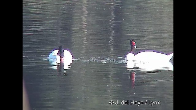 Black-necked Swan - ML611118463