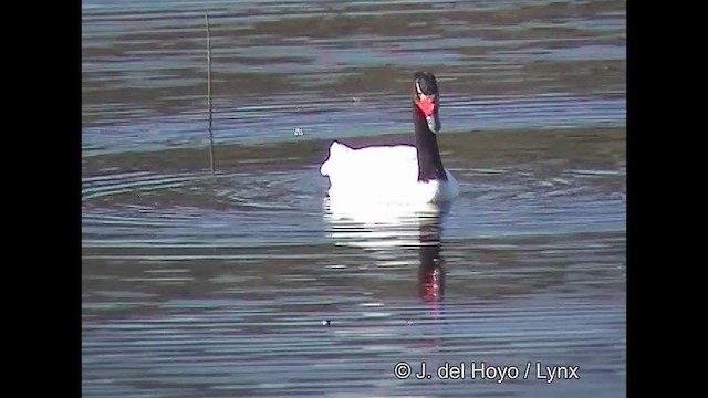 Black-necked Swan - ML611118465