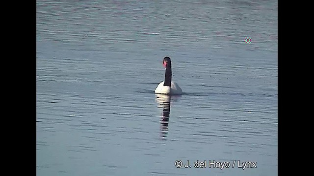 Black-necked Swan - ML611118466