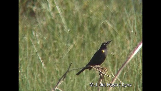 Yellow-winged Blackbird - ML611118541