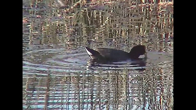 Red-fronted Coot - ML611118569