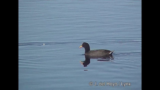 Red-fronted Coot - ML611118583