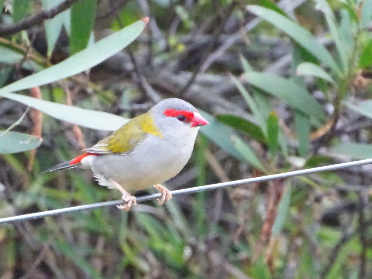 Red-browed Firetail - ML611118828