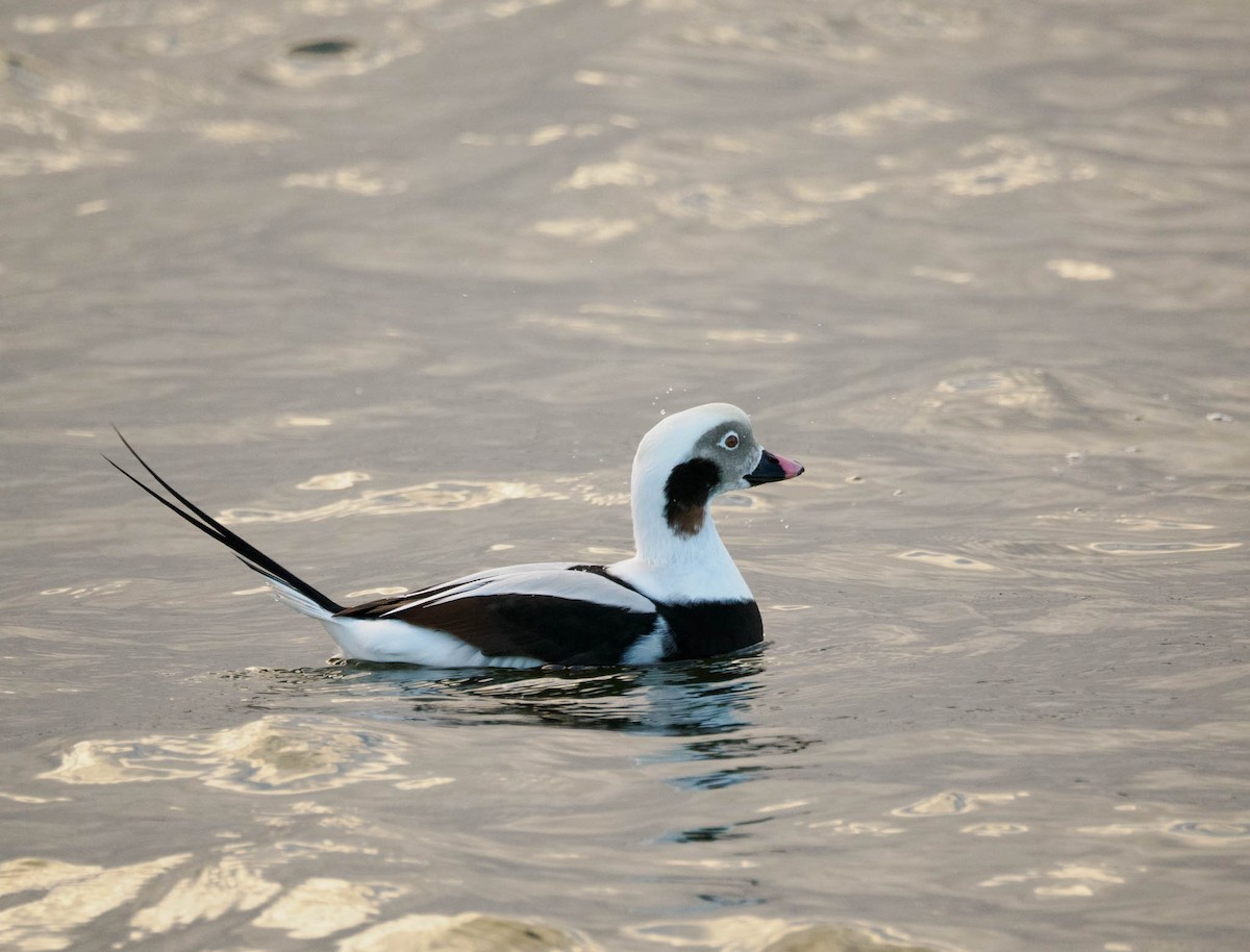 Long-tailed Duck - ML611119050