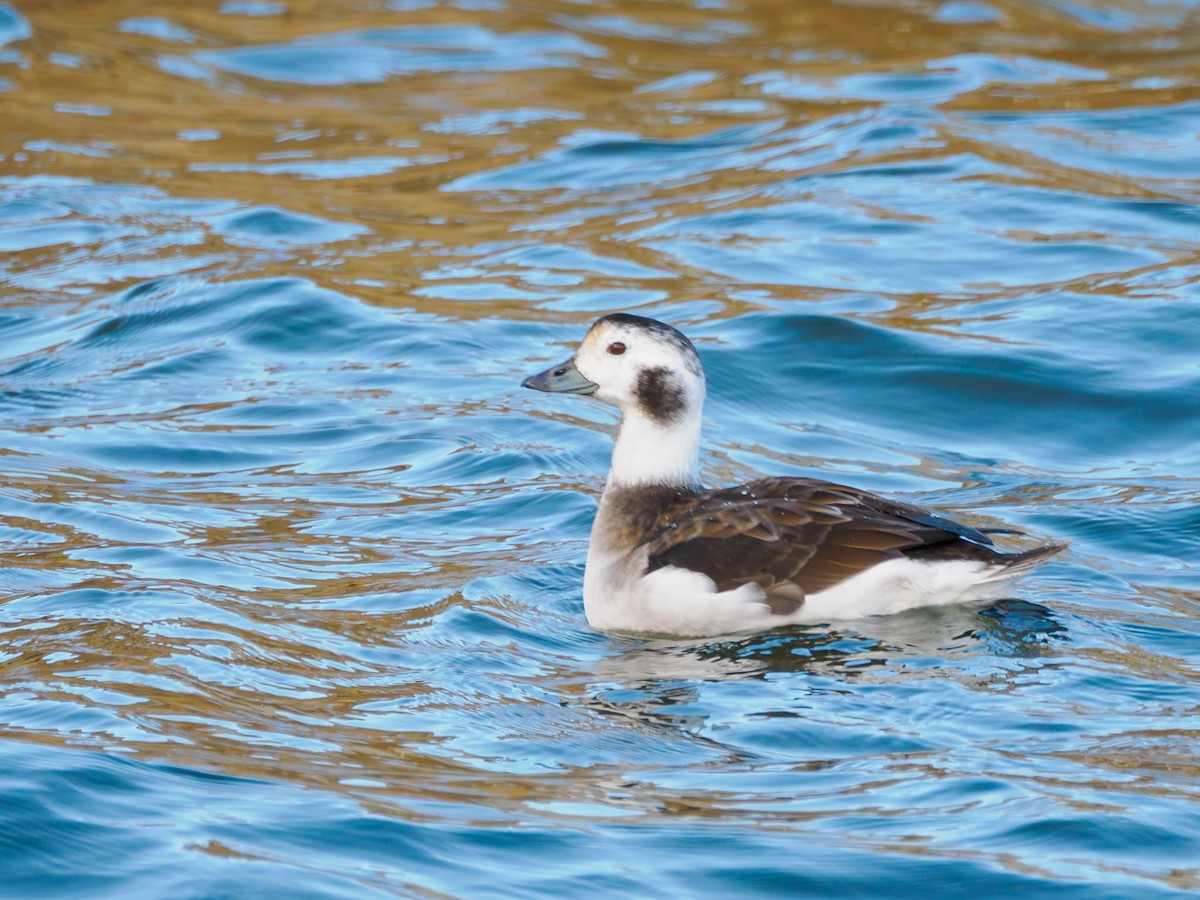 Long-tailed Duck - ML611119051