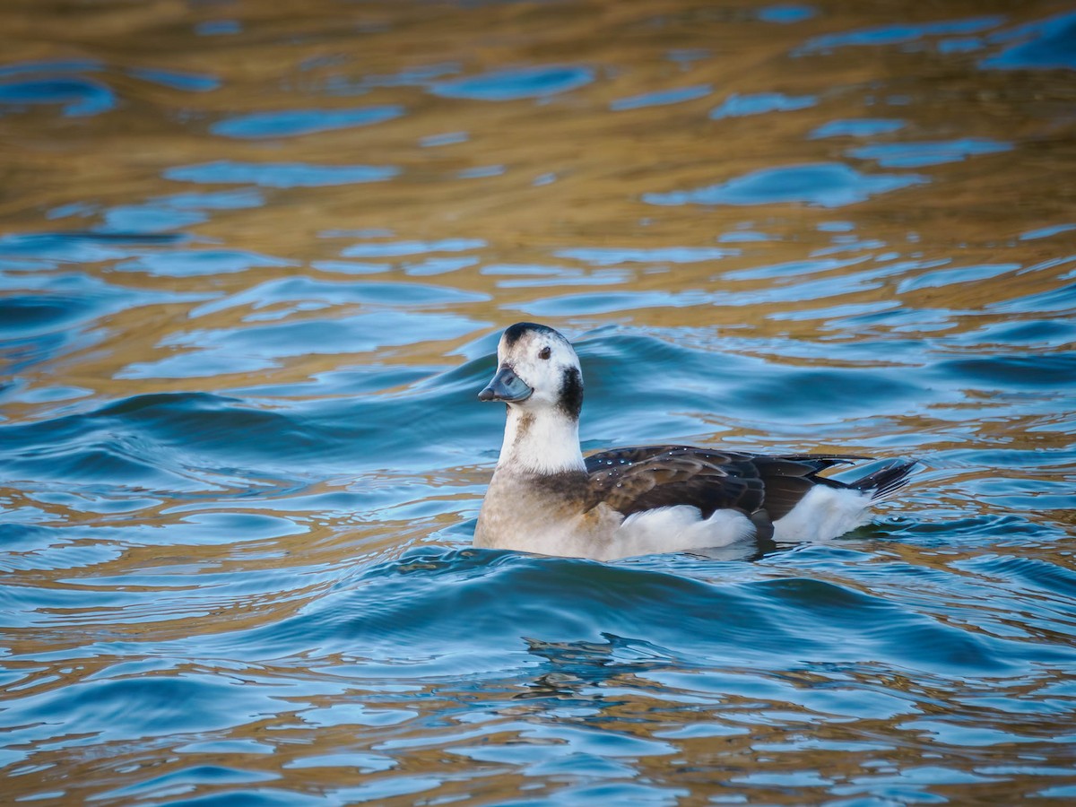 Long-tailed Duck - ML611119052