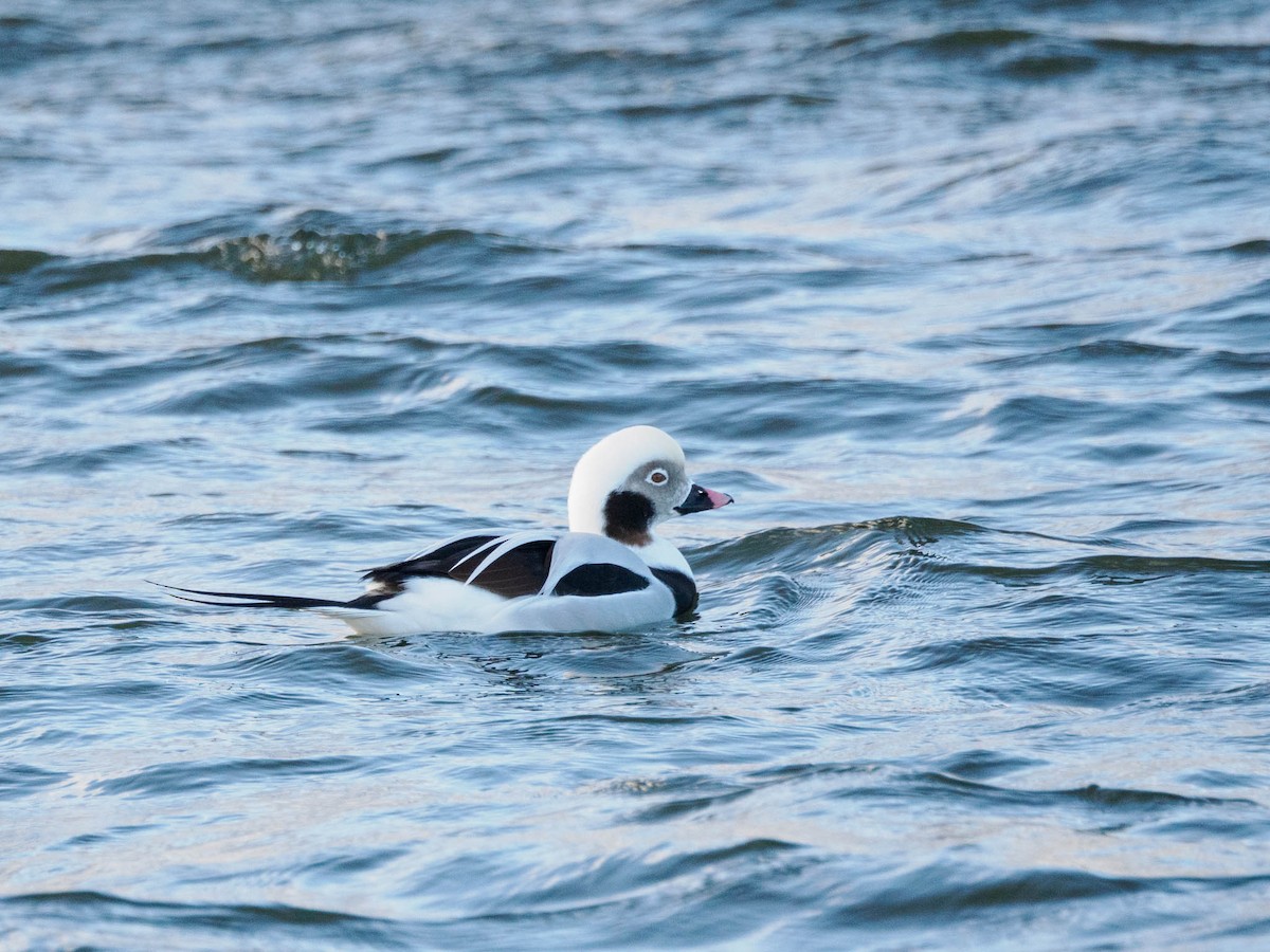 Long-tailed Duck - ML611119053