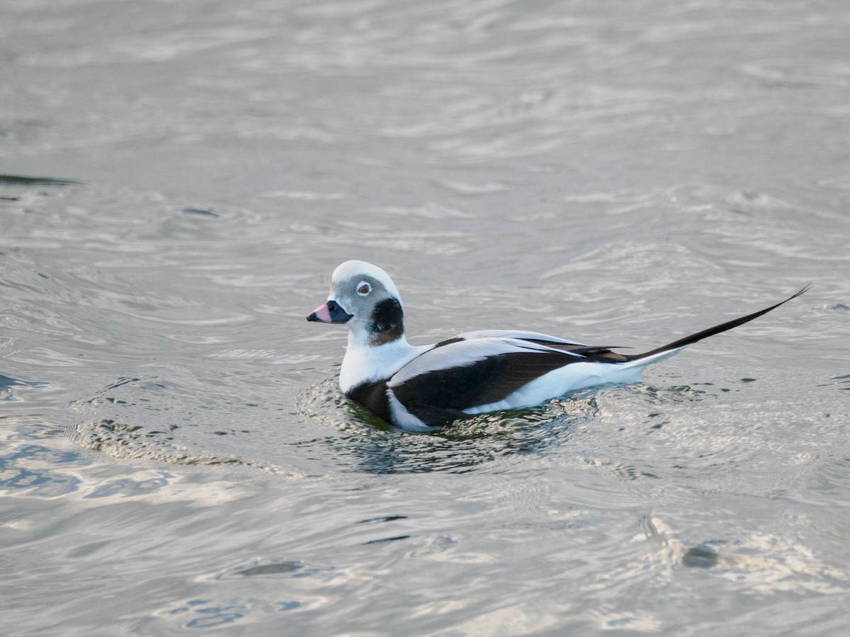 Long-tailed Duck - ML611119054