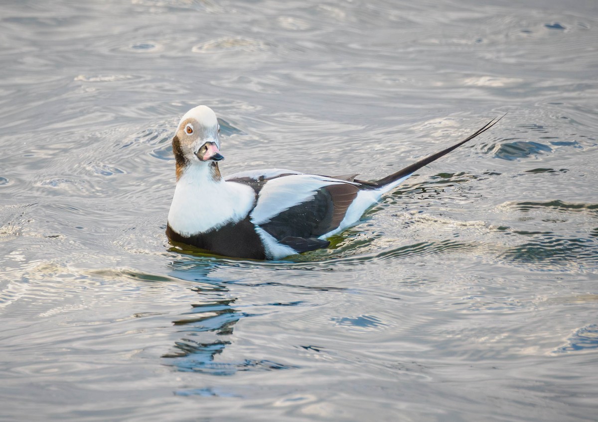 Long-tailed Duck - ML611119055