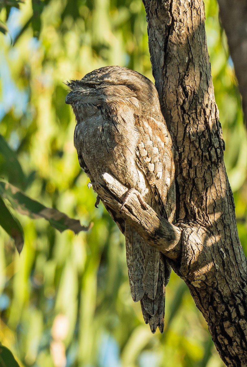 Tawny Frogmouth - Russell Scott