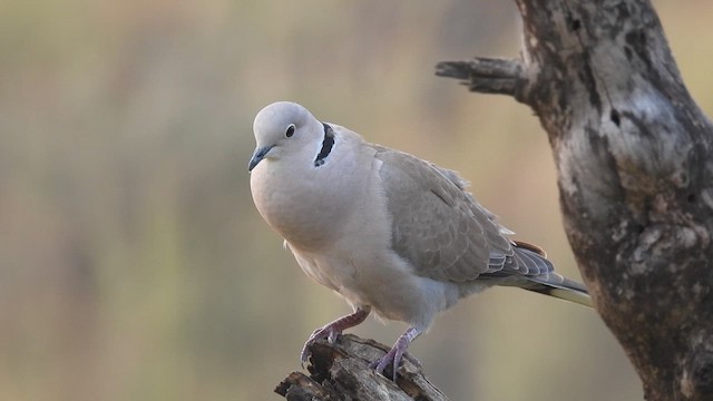 Eurasian Collared-Dove - ML611119230