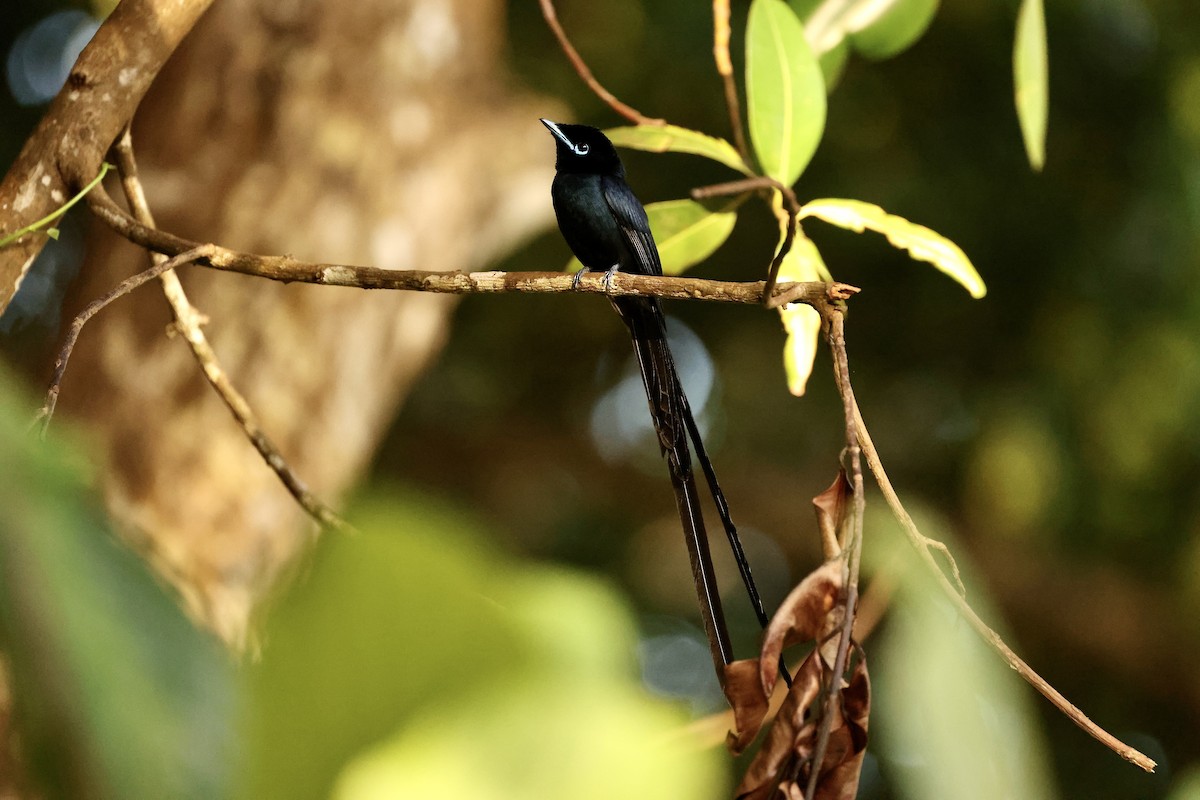 Seychelles Paradise-Flycatcher - ML611119391