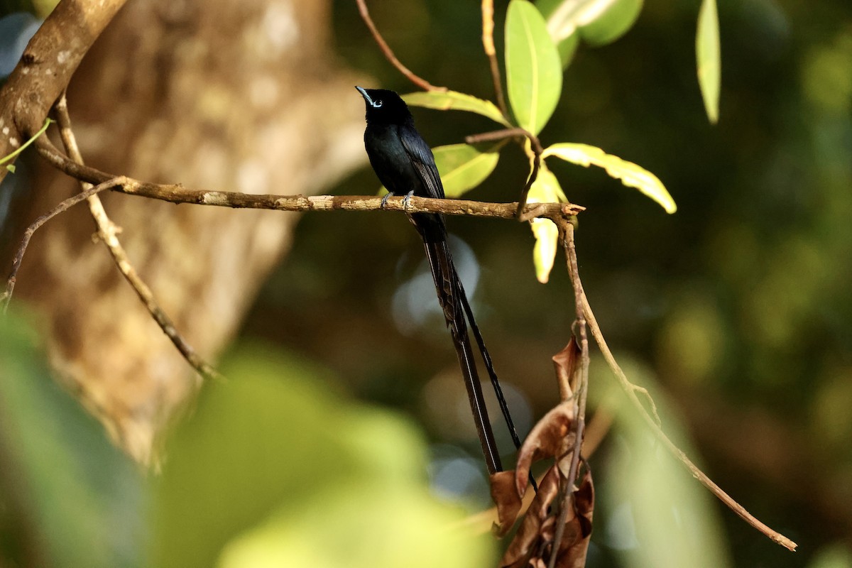 Seychelles Paradise-Flycatcher - ML611119393