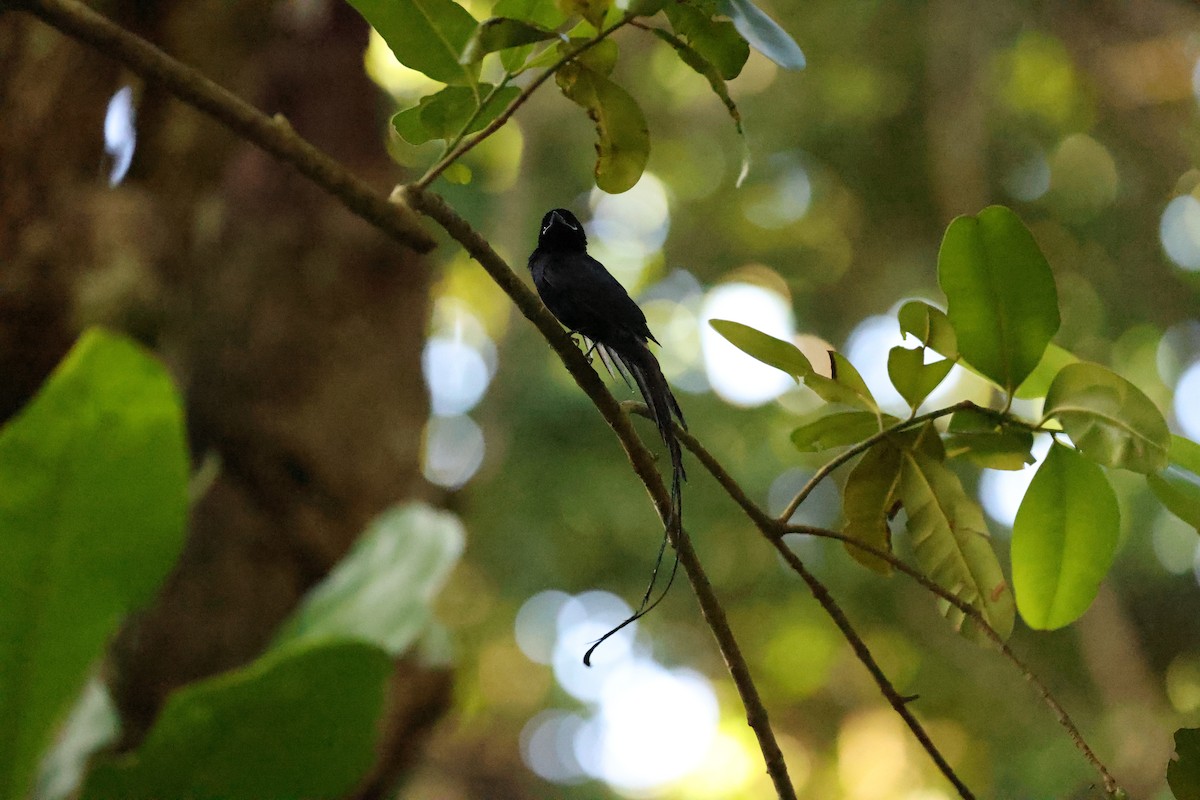 Seychelles Paradise-Flycatcher - ML611119403