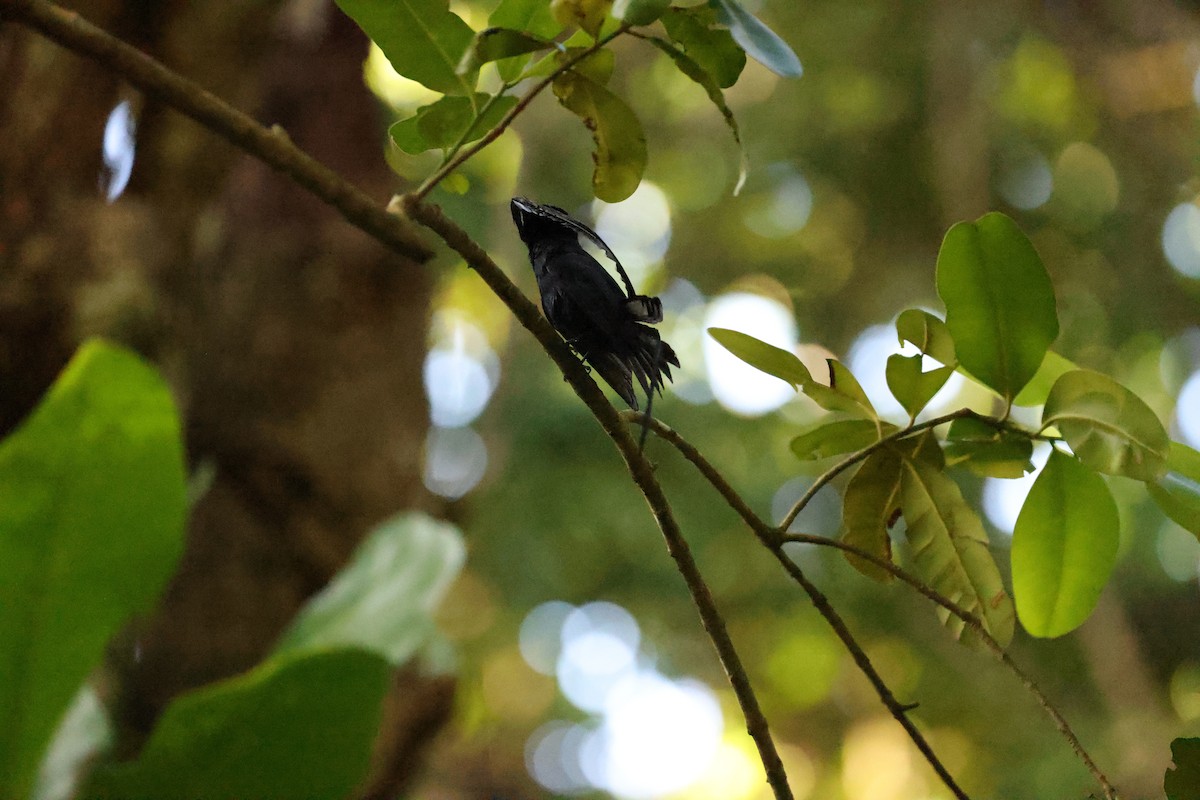 Seychelles Paradise-Flycatcher - ML611119405
