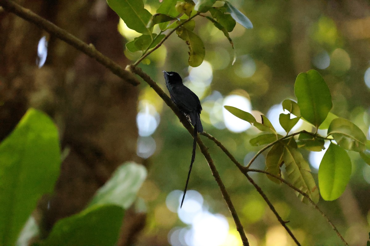 Seychelles Paradise-Flycatcher - ML611119408