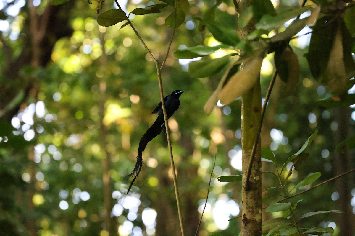 Seychelles Paradise-Flycatcher - ML611119410
