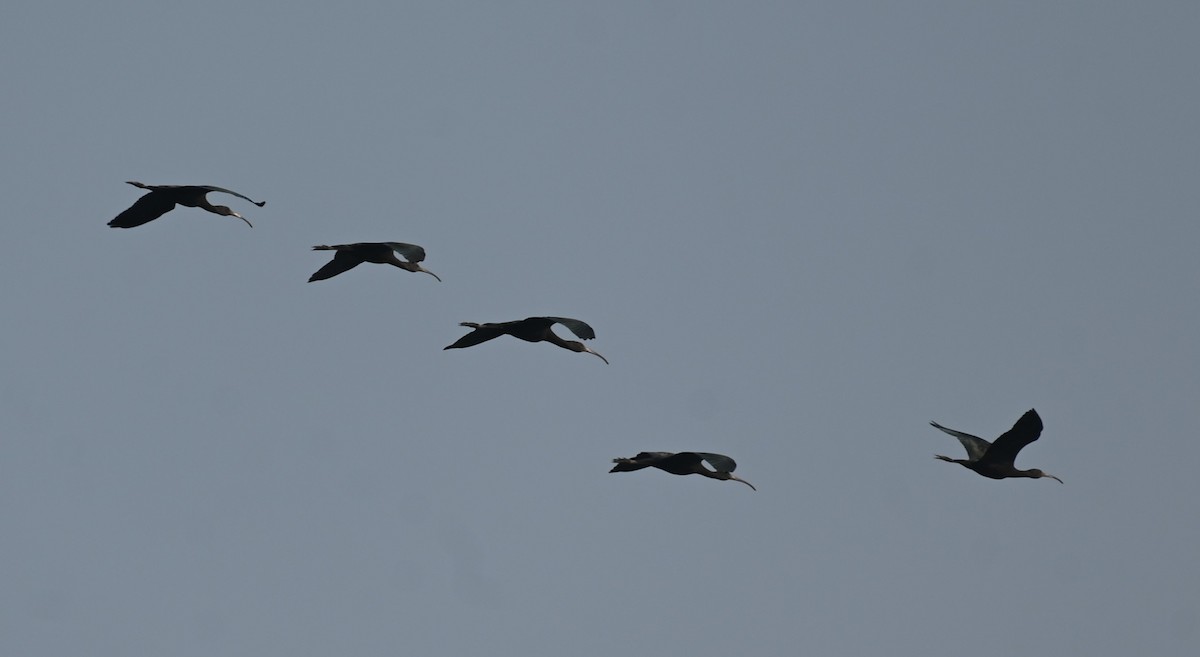 ibis hnědý - ML611119497