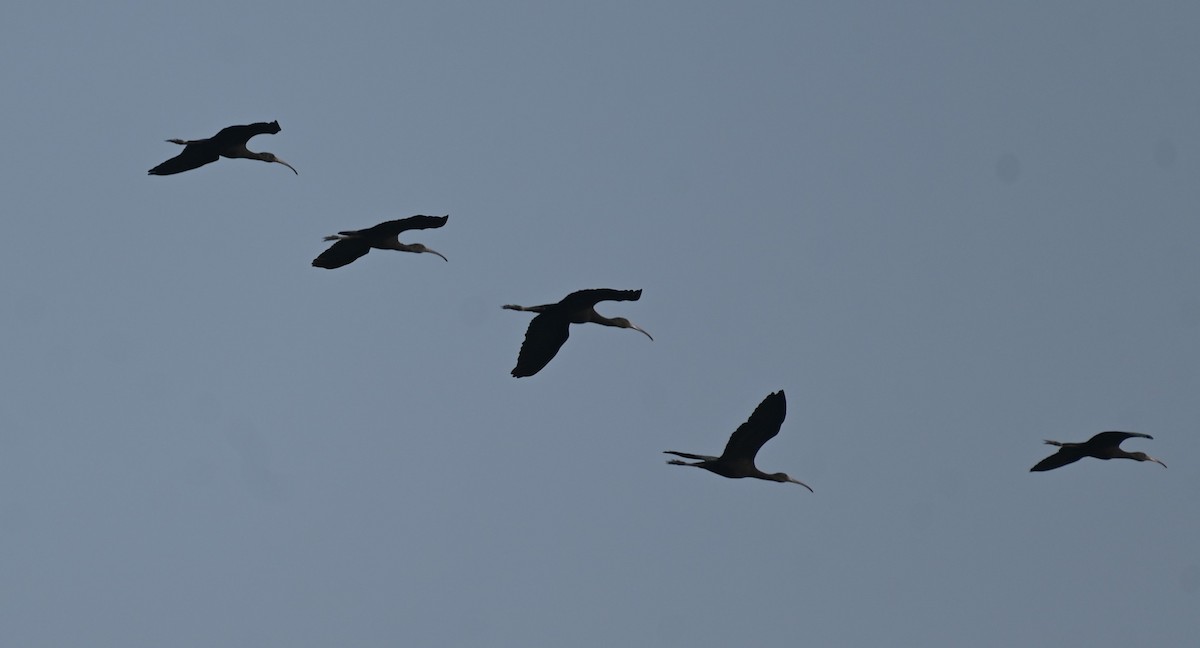 ibis hnědý - ML611119498