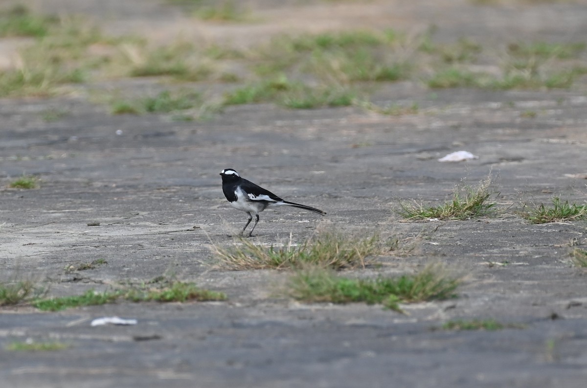 White-browed Wagtail - ML611119539