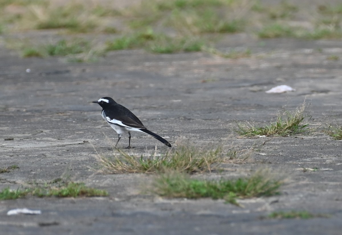 White-browed Wagtail - ML611119540