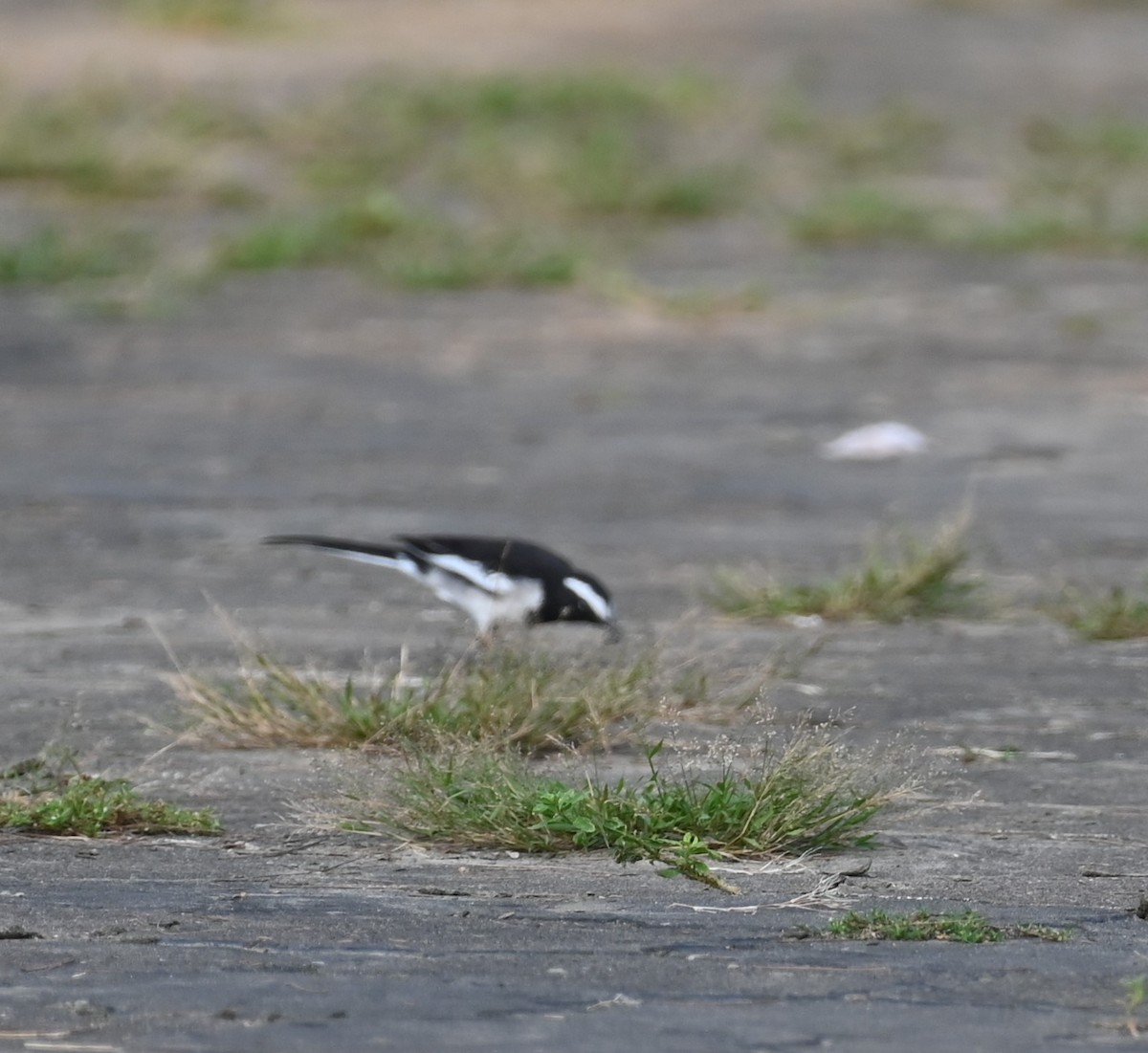 White-browed Wagtail - ML611119541